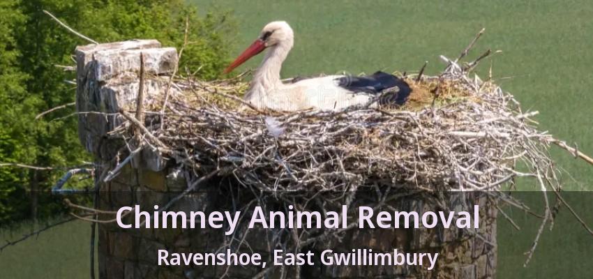 Chimney Animal Removal Ravenshoe, East Gwillimbury - ON