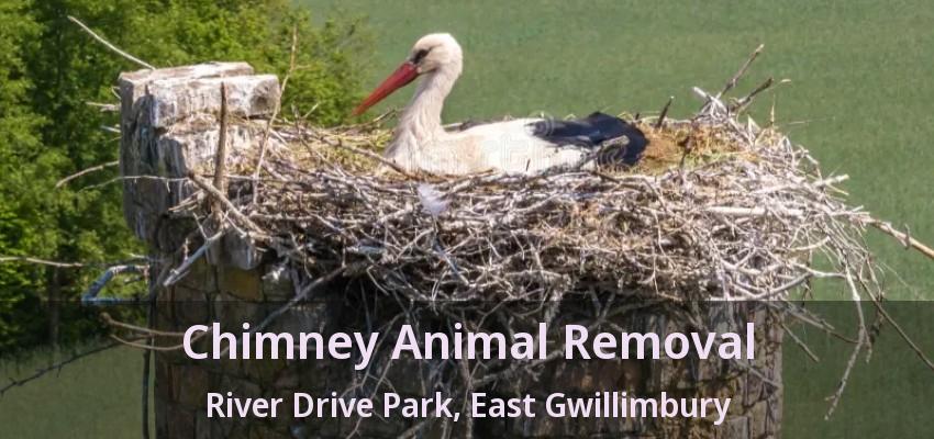 Chimney Animal Removal River Drive Park, East Gwillimbury - ON