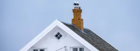 Chimney Nest Removal East Gwillimbury